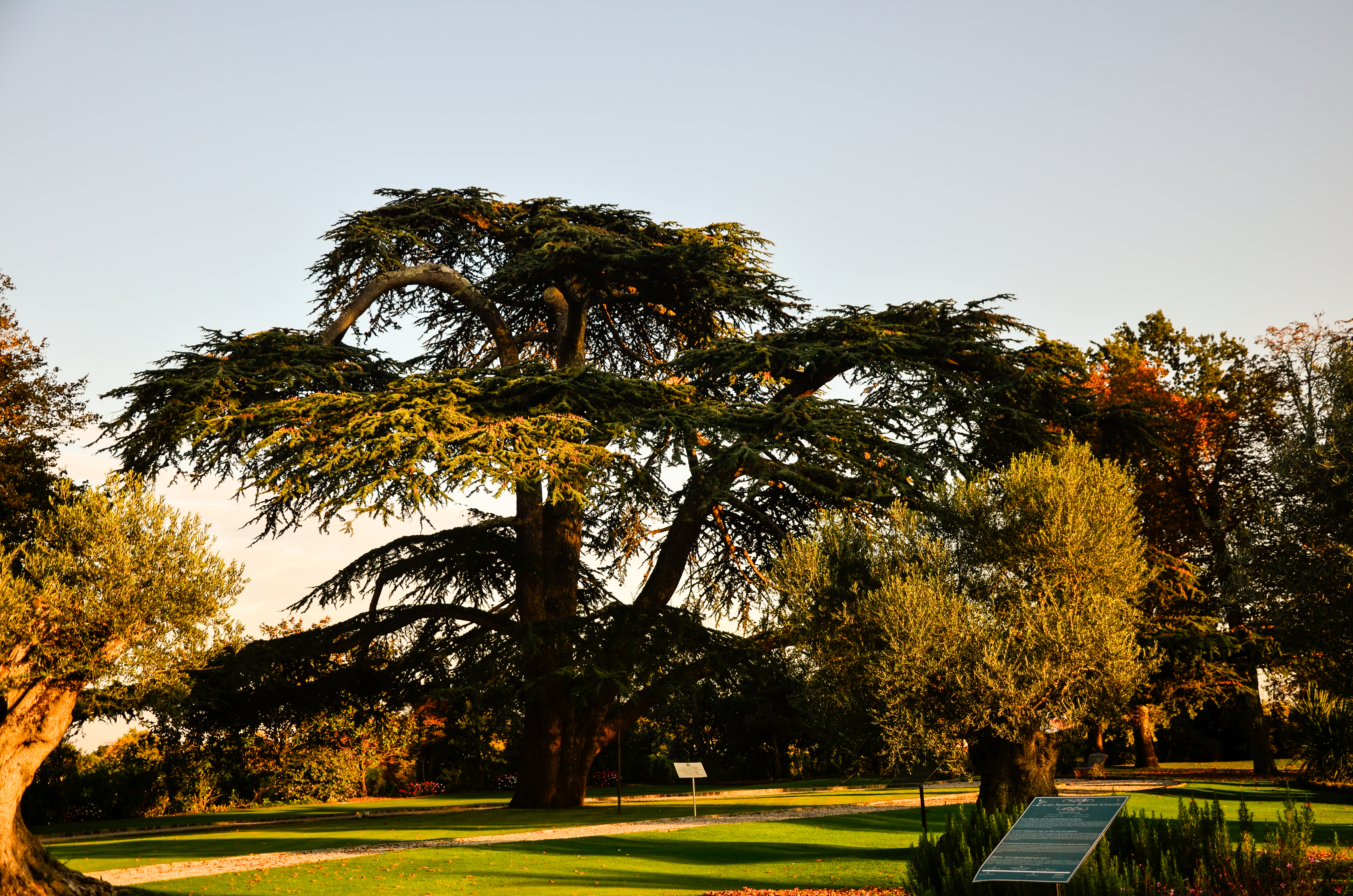 Huge tree in France